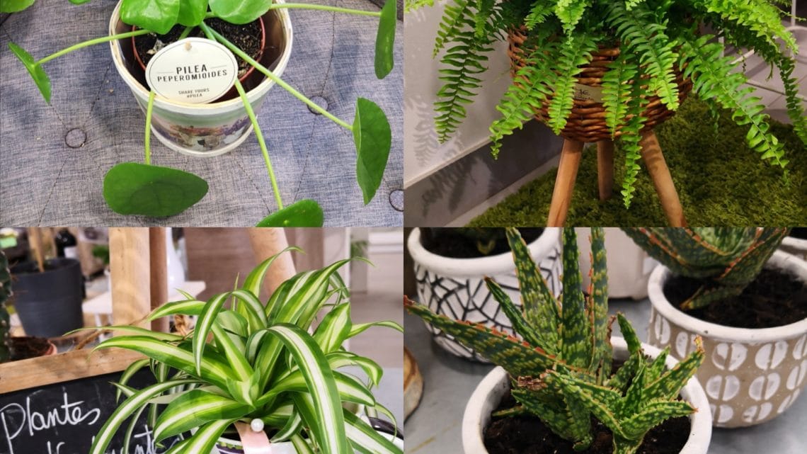 Plantes dépolluantes Plantes dépolluantes