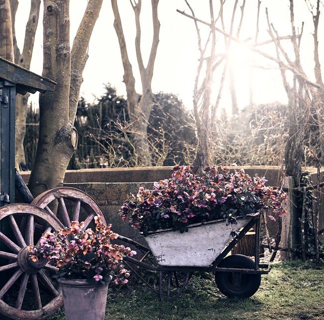 PLANTES FLEURIES D’HIVER PLANTES FLEURIES D’HIVER