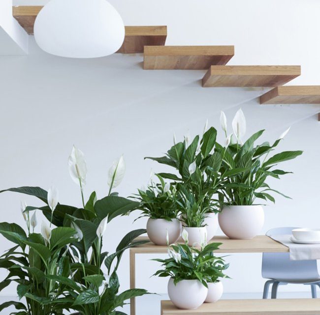 LE SPATHIPHYLLUM EST LA PLANTE D’INTÉRIEUR DU MOIS LE SPATHIPHYLLUM EST LA PLANTE D’INTÉRIEUR DU MOIS