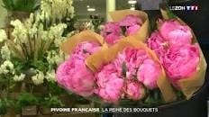 Reportage sur la pivoine sur TF1