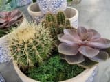 Jardin de cactus