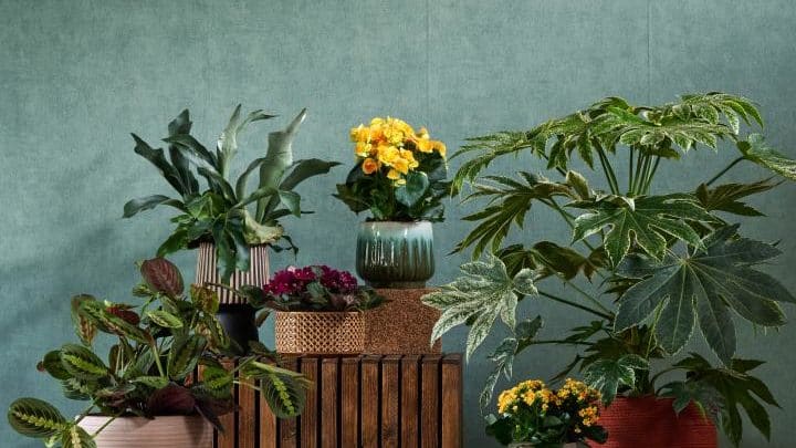 LA COLLECTION TENDANCE AUTOMNE/HIVER 2022 : « IMPRESSION DE TRADITION » Les plantes à ne pas manquer cette saison