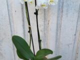 Phalaenopsis “Blanche”
