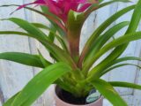 Le Guzmania