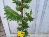 Le Mimosa