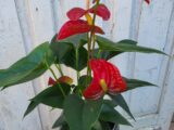Anthurium