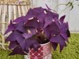Oxalis