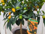 Kumquat fortunella margarita