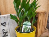 Le Zamioculcas