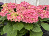 Hortensia
