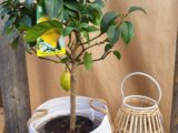 Citronnier