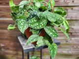 Scindapsus
