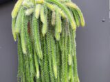 Epiphytic cactus