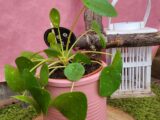 Pilea