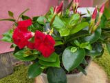 Dipladenia