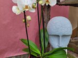 Orchidée Blanche Cascade