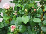 Rosier buisson