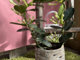 Stephanotis