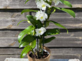 Dendrobium