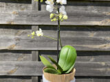 Petite orchidée blanche