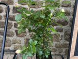 Rosier grimpant