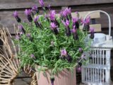 Lavande papillon