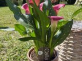 Calla