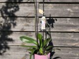Orchidée mouchetée