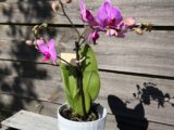 Petite orchidée