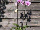 Orchidée