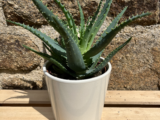 Aloe vera