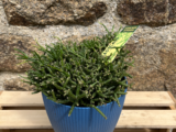 Rhipsalis