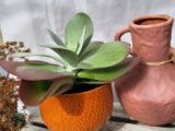 Kalanchoé thyrsiflora
