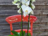Orchidée blanche