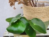 Peperomia