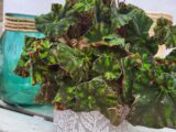 Begonia