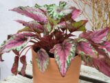 Bégonia rex