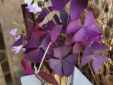Oxalis