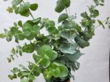 Bouquet “eucalyptus”
