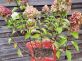 Hortensia paniculata fraise melba