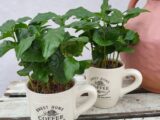 Tasses fleuries