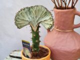 Euphorbe lactéa