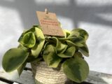 Peperomia panaché