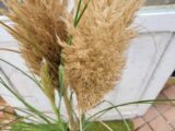 Pampa à planter