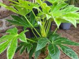 Fatsia aralia