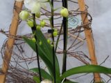 Orchidée cascade