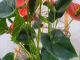 Anthurium