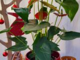 Anthurium