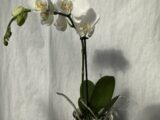 Mini orchidée