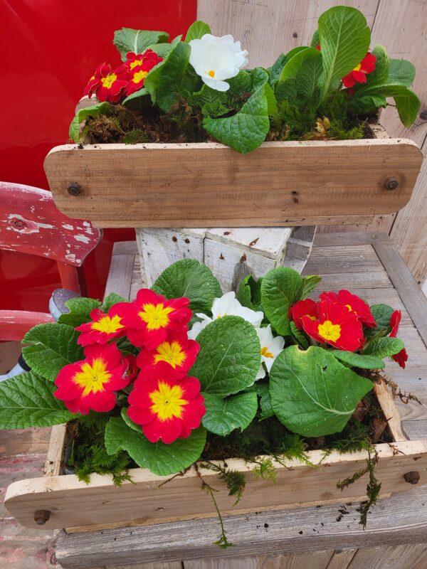 Jardinière de primevères